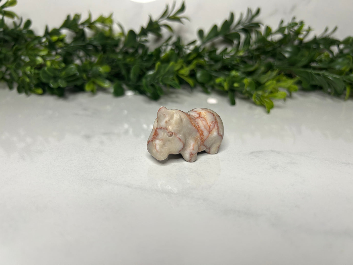 Mini Hippos